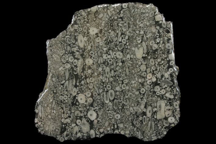 Fossil Crinoid Stems In Limestone Slab #167233